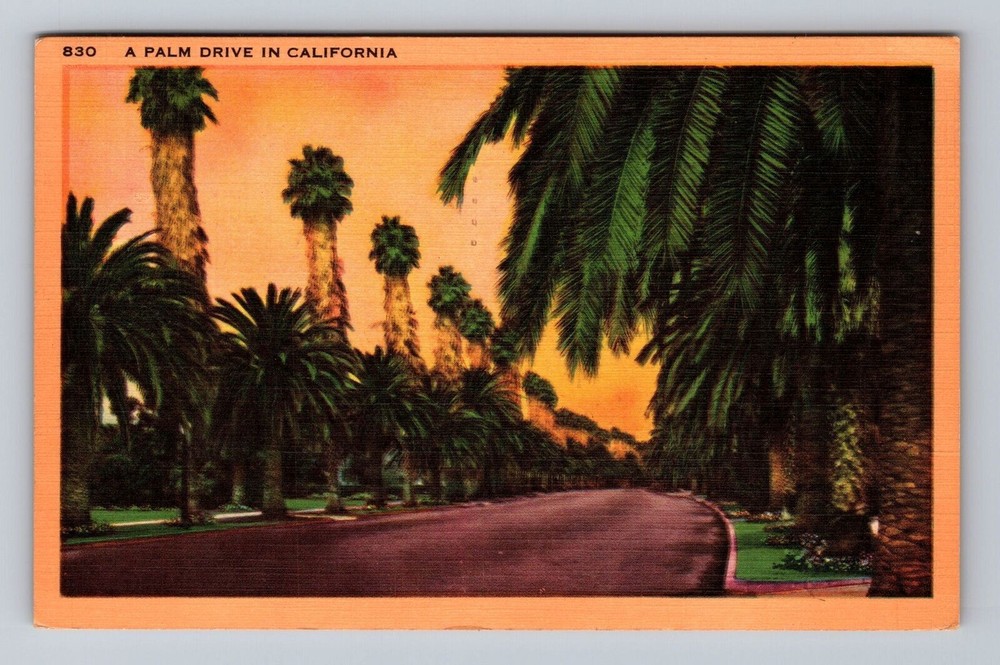 A Palm Drive In California Vintage Postcard