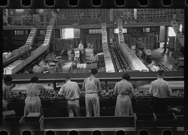 Photo:Fort Pierce Florida 1937 Fruit Packinghouse Workers Packing Citrus