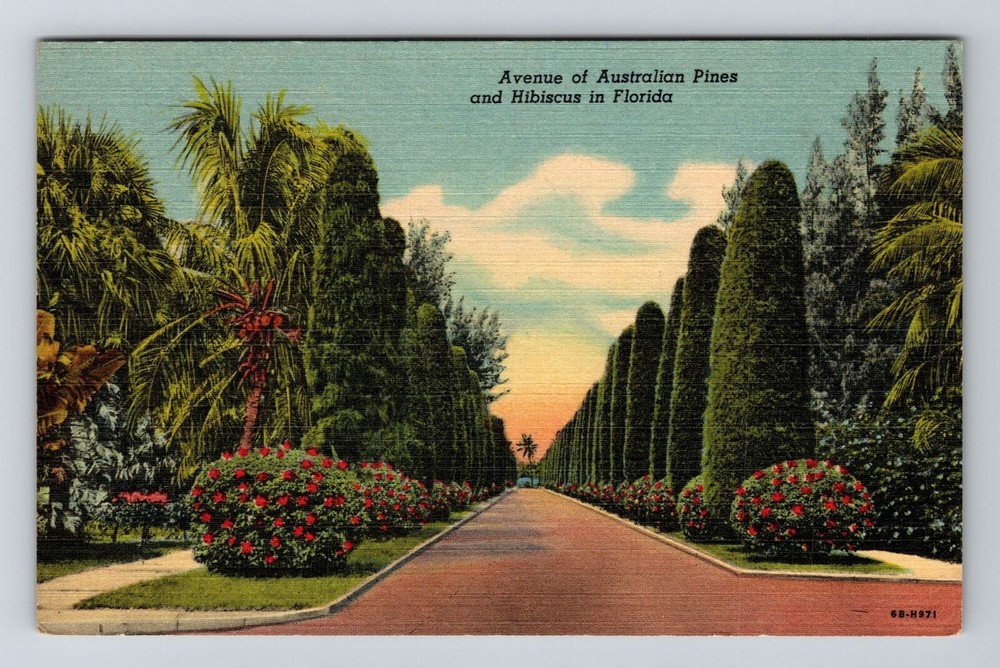 Palm Beach FL-Florida, Avenue of Australian Pine and Hibiscus, Vintage Postcard