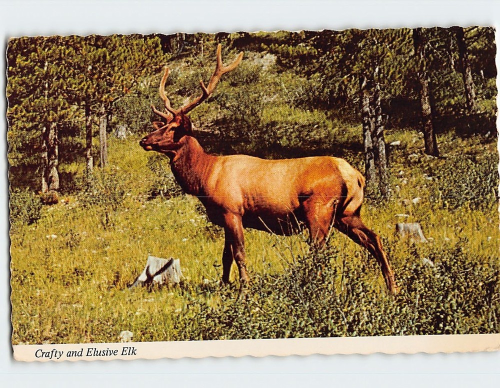 Postcard Crafty & Elusive Elk