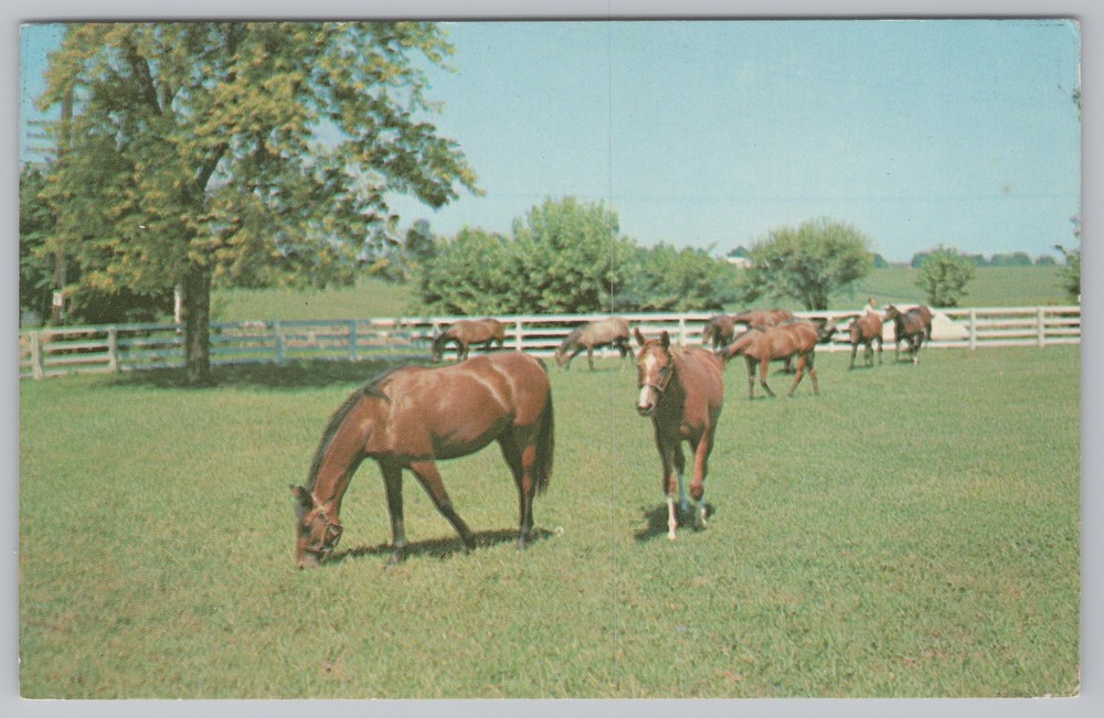 Animal~Horses in Fenced in Pasture~Vintage Postcard