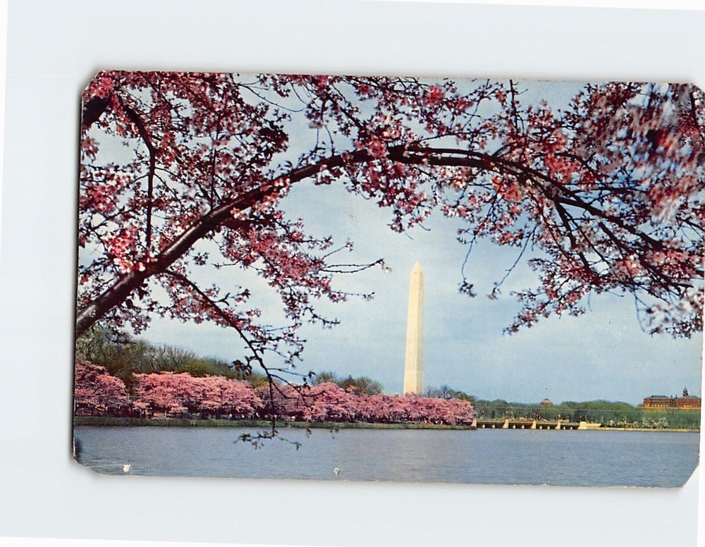 Postcard Washington Monument & Cherry Trees in Bloom Washington DC USA