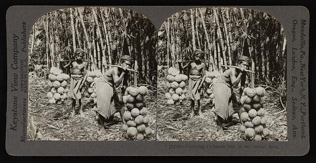 Photo:Carrying coconuts out of the grove, Java