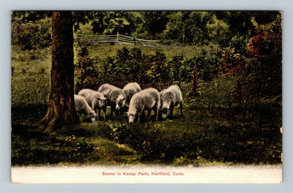 Hartford CT-Connecticut, Scene In Keney Park Sheep Vintage Souvenir Postcard