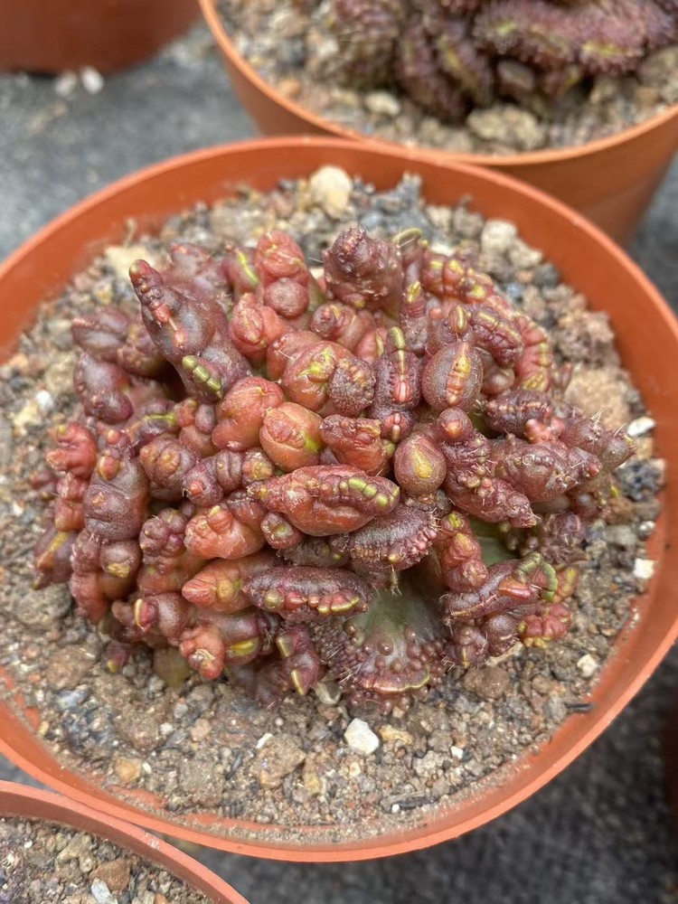 Multi Heads Mammillaria bocasana monstrose Succulent Plant Garden DécorBoutique