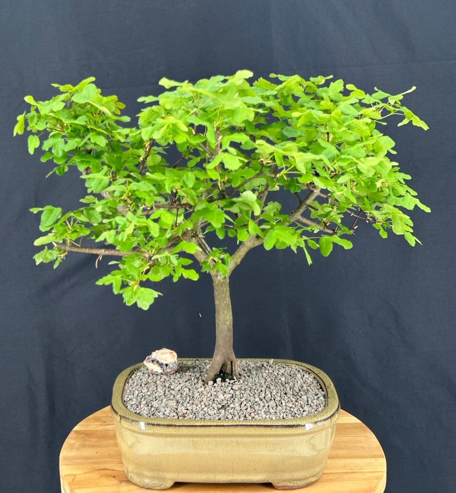 Montpellier Maple Bonsai Tree 16in Outdoor Deciduous Acer Monspessulanum-image