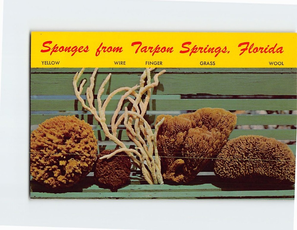 Postcard Sponges from Tarpon Springs Florida USA