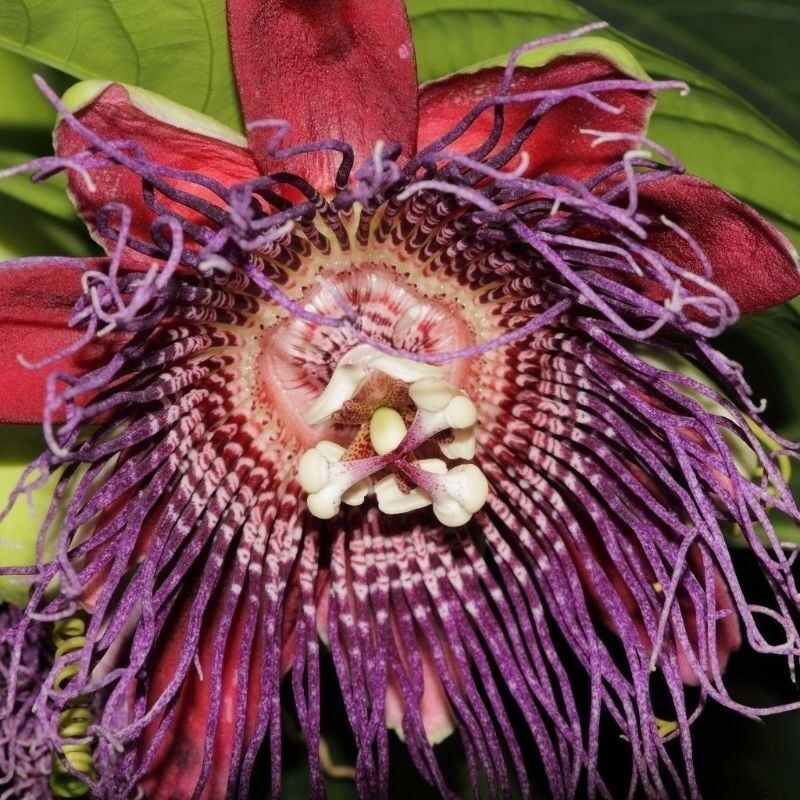 Passiflora quadrangularis, Giant Granadilla, Badea, Passion Fruit - 10 Se eds