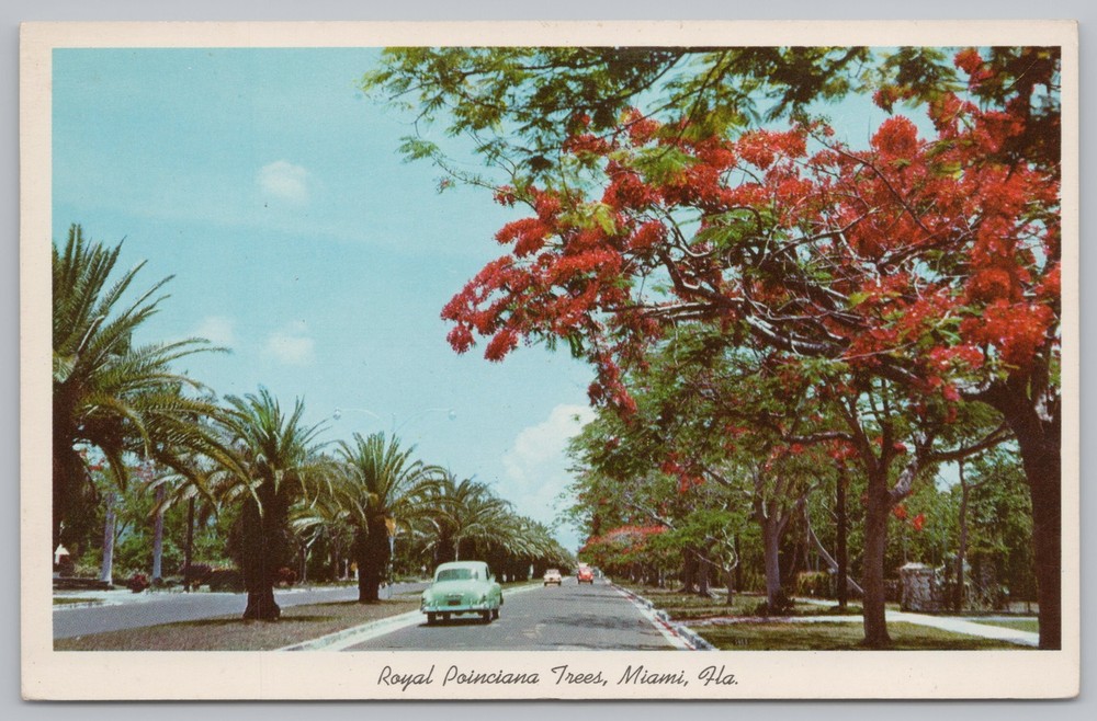 State View~Miami Florida~Royal Poinciana Trees~Vintage Postcard