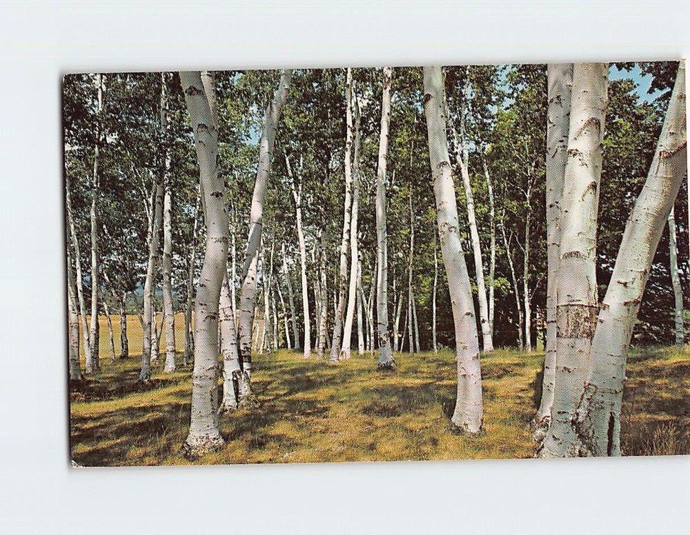 Postcard White Birches of USA