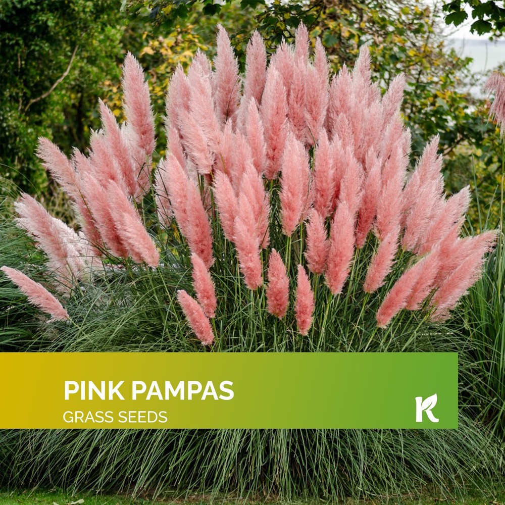 KVITER 100 Pink Pampas Grass Cortaderia Selloana Rosea Seeds for Planting