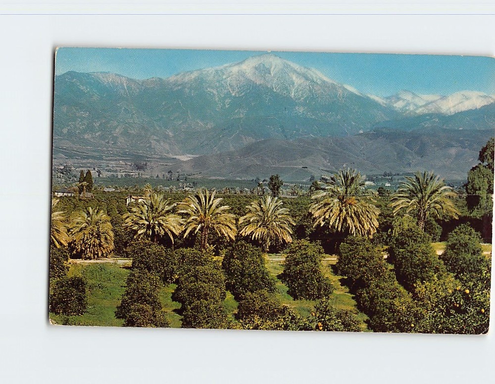 Postcard Orange Groves & Snow-Capped Mountains California USA