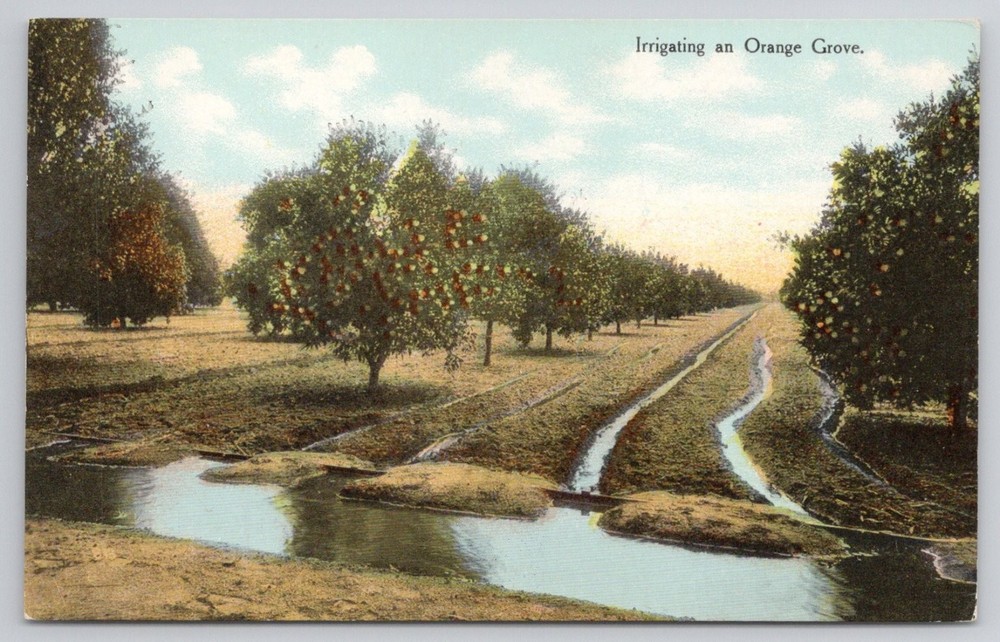 Vintage Irrigating Orange Grove Los Angeles California Postcard Benham Co.