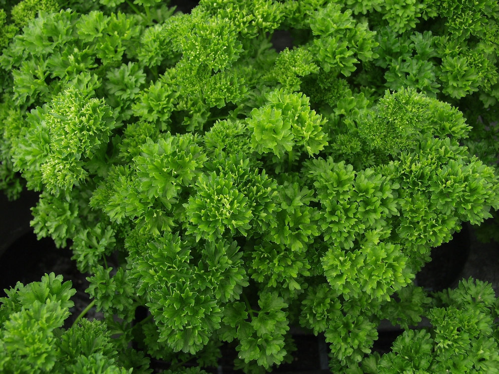 Triple Moss Curled Parsley Seeds, NON-GMO, Variety Sizes, Garnish, FREE SHIPPING