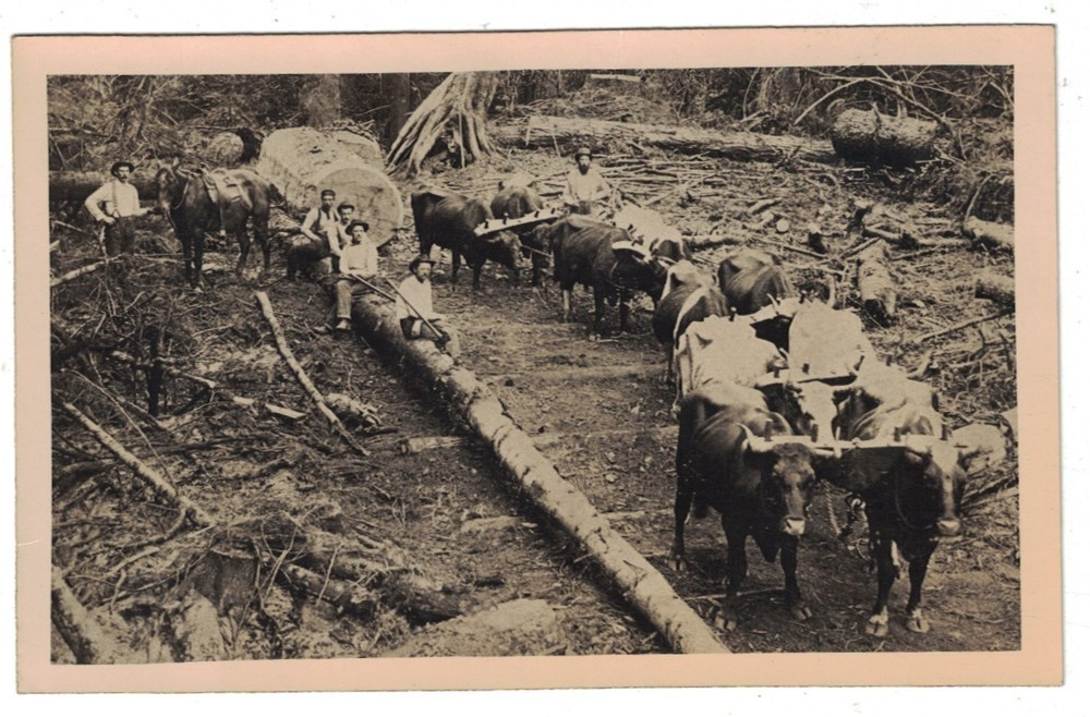 Rppc Real Photo Swalley Horse Team Logging Willapa Smith Creek Washington State