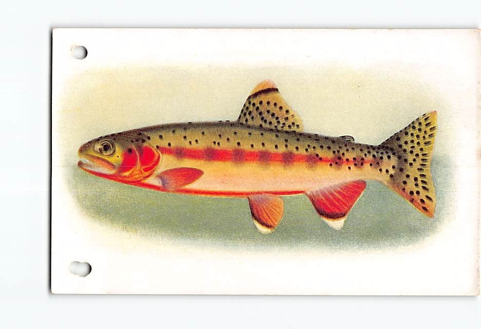 Postcard Steinhart Aquarium Golden Trout California Academy Sciences