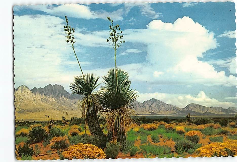 Postcard Organ Mountains New Mexico USA
