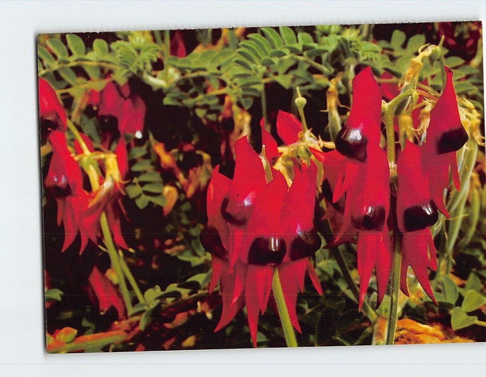 Postcard The Sturt Pea Adelaide South Australia