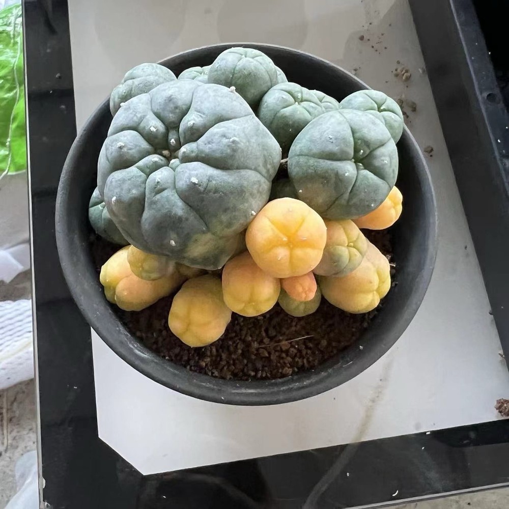 Succulent cactus Plant variegated family indoor and  selfroot WYSIWY 9-11cm