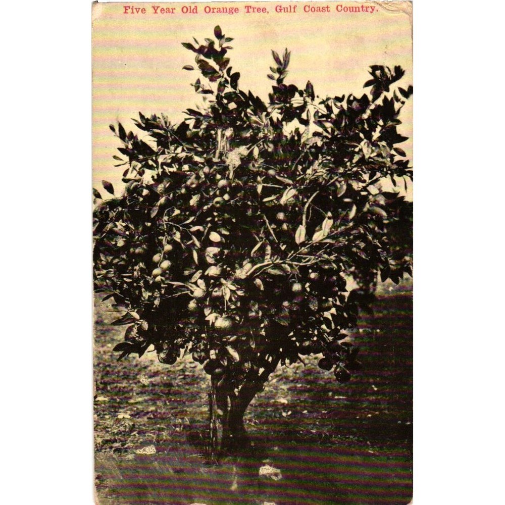 Vintage 1911 Postcard Five Year Old Orange Tree Gulf Coast Country Agriculture