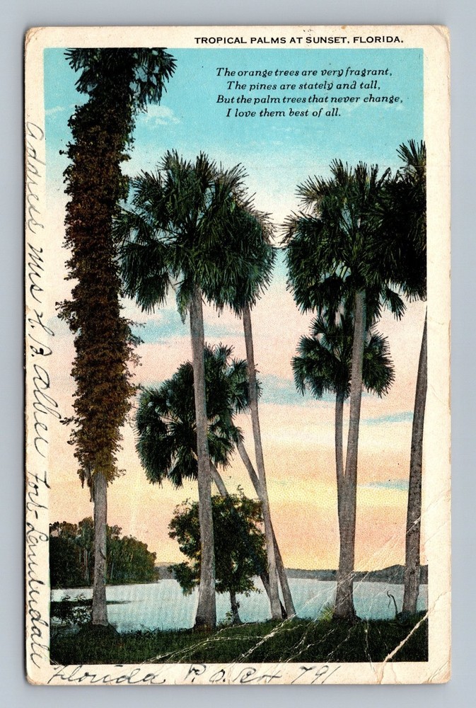 Vintage Tropical Palms at Sunset Florida Linen Postcard 1931