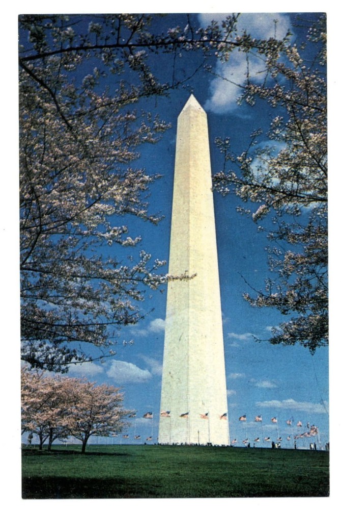 Washington DC Monument granite shaft cherry blossom trees flag vintage postcard