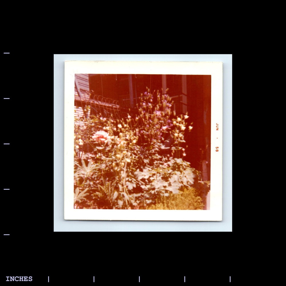 Square Color Photo CLOSE UP OF GARDEN 1958