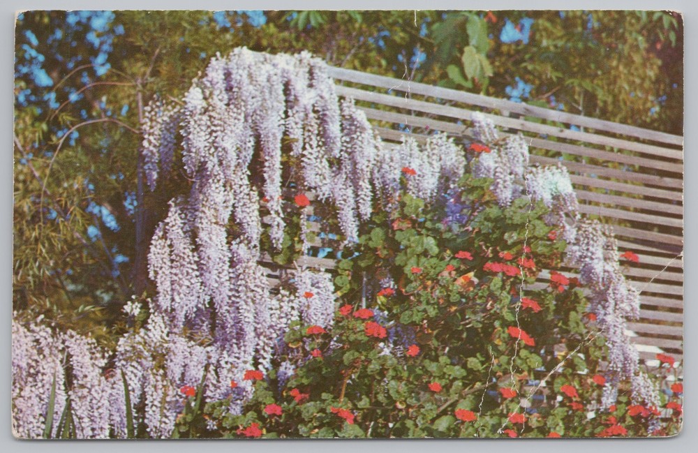 State View~Wistaria in Bloom~Lavender Blossoms~Vintage Postcard