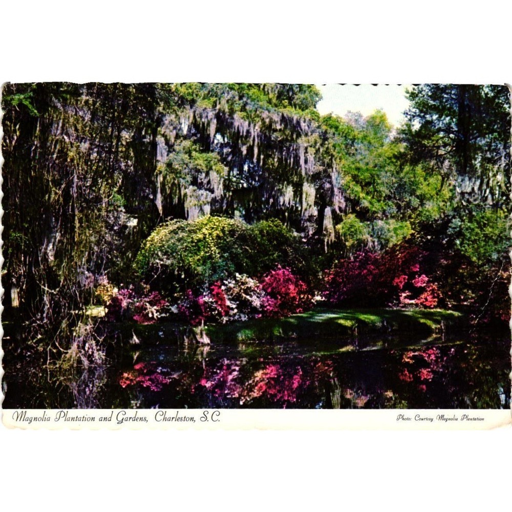 Vintage 1976 Magnolia Plantation Gardens Charleston SC Postcard Azaleas Moss