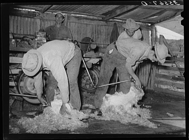 Photo:Kimble County Texas 1940 Ranch Shearing Goats FSA Men Cowboy Hats