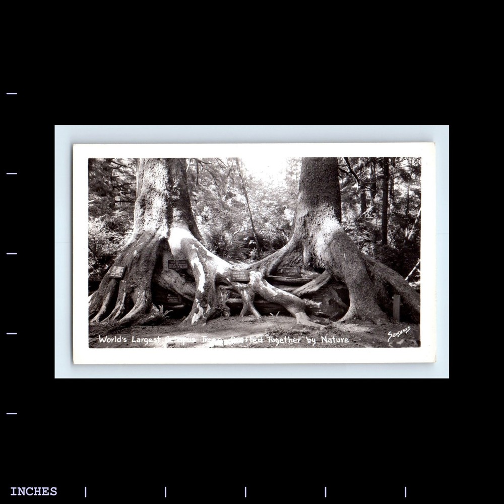 Old Vintage Photo SAWYERS OCTOPUS TREE SOUVENIR PRINT LANDSCAPE