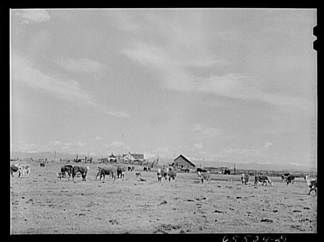 Big Hole Basin,Beaverhead County,Montana,MT,Farm Security Administration,FSA,18