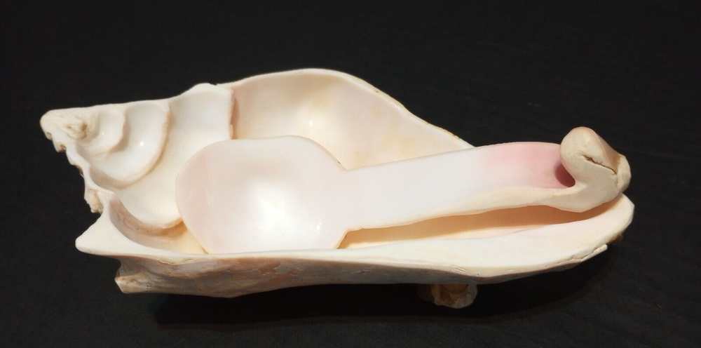 Conch Shell w/Spoon - Bahamas Souvenir Serving Relish Dish Bowl Genuine Shell