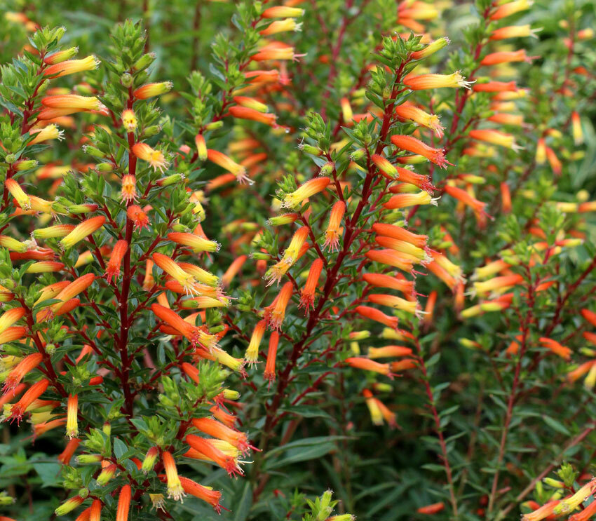 *CANDY CORN**Cuphea Melvilla Starter Plant**Attracts Hummingbirds & Butterflies*
