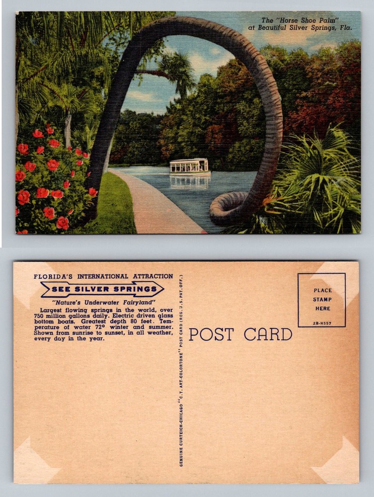 Silver Springs, FL-Florida, Horse Shoe Palm Glass Bottom Boat Vintage Postcard