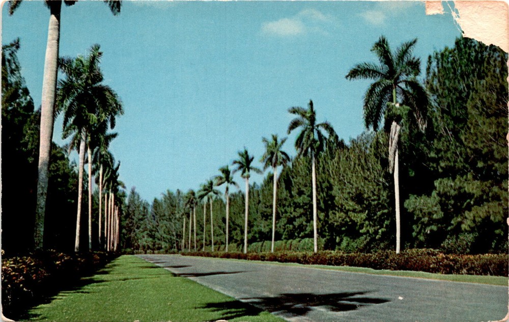 G.404-Gulf Stream Card & Distributing Co., Miami, Florida, Hialeah Race Postcard