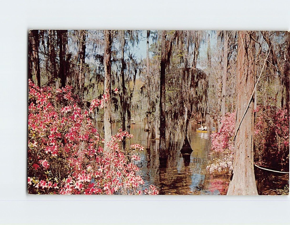 Postcard Cypress Gardens Berkeley County South Carolina USA