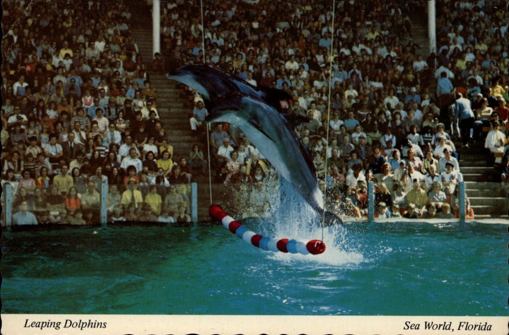 Leaping Dolphins Sea World Orlando Florida ~ vintage postcard