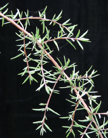 Acacia riceana Plant - Rare Small Australian Tree or Shrub - Graceful Form-image