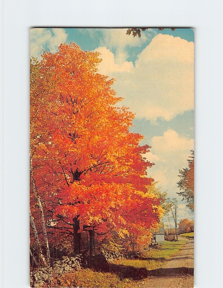 Postcard Country Road Autumn Nature Scene