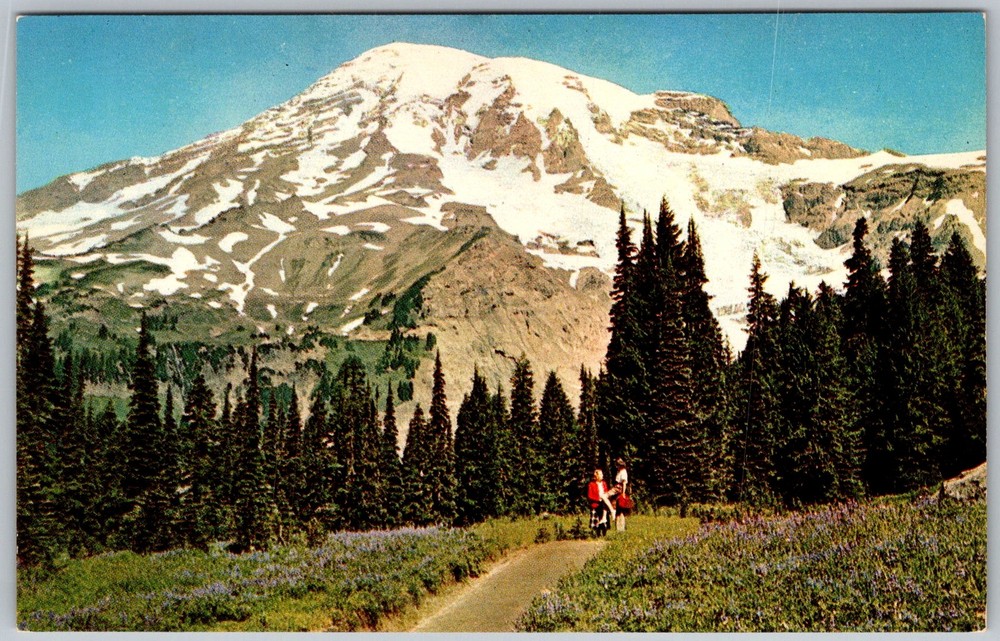 Vtg Postcard Paradise Valley Mount Rainier National Park, WA 1950s