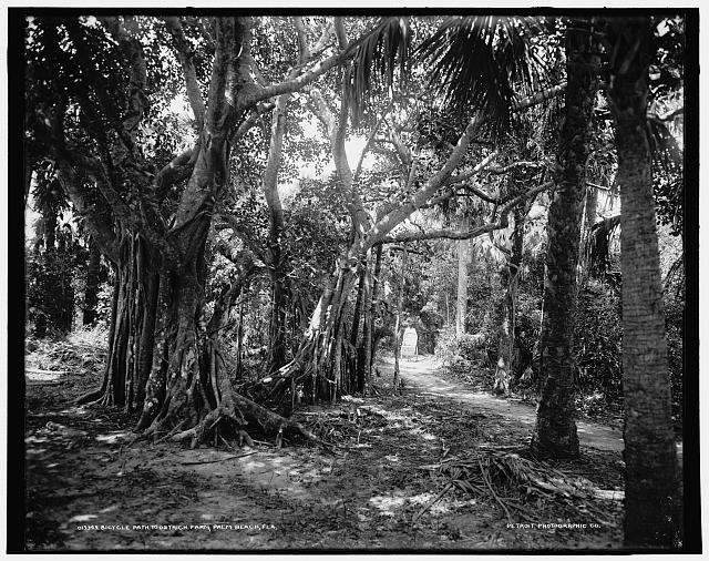 Photo:Bicycle path,ostrich farm,Palm Beach,Florida,FL,Detroit Publishing