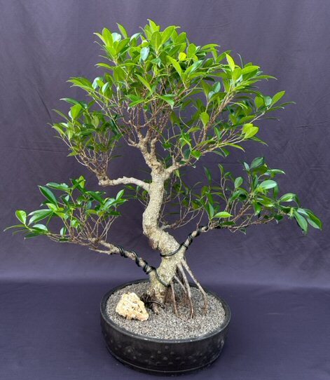 Ficus Retusa Bonsai Tree Live Banyan Fig Curved Trunk Tired Branching 27'' Tall