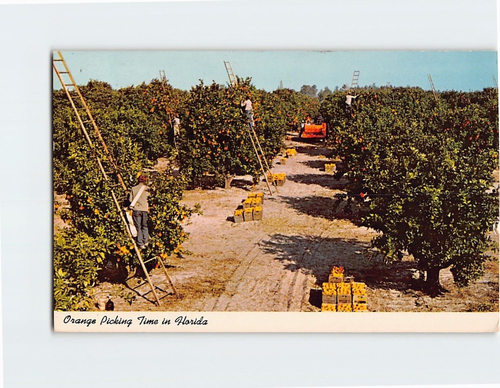 Postcard Orange Picking Time in Florida USA