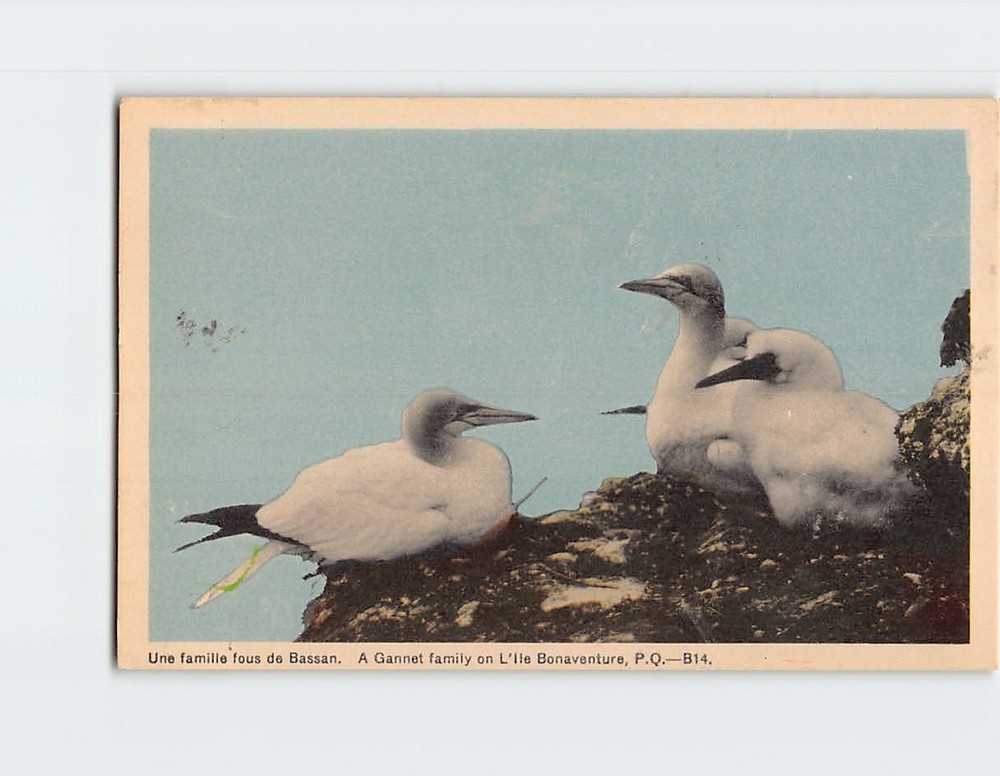 Postcard  A Gannets Family On Bonaventure Island Quebec Canada