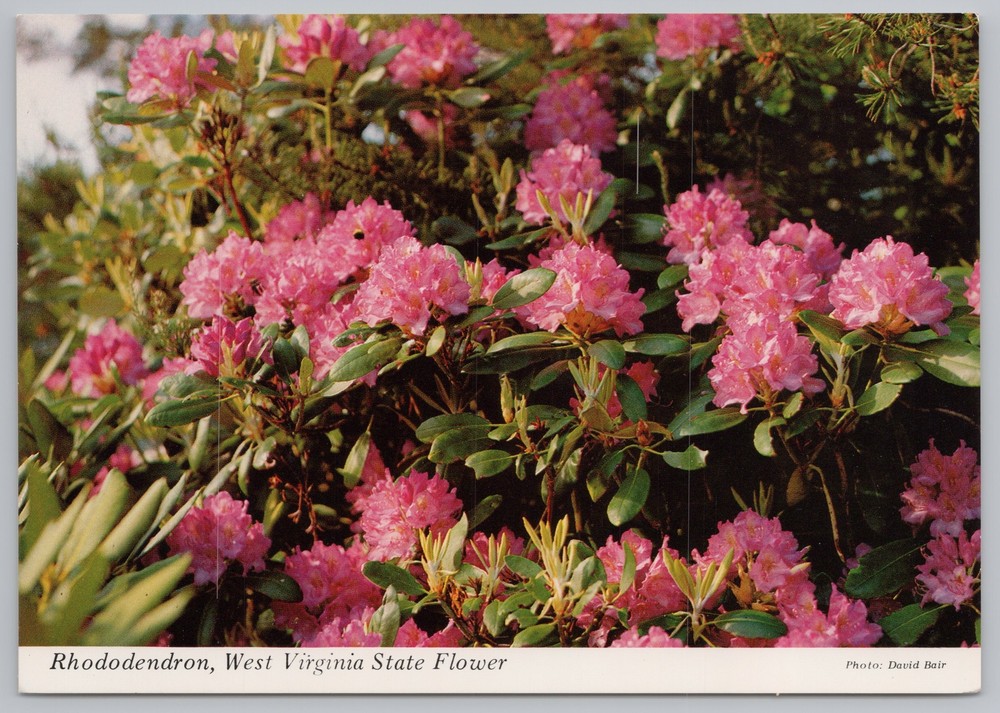 Flowers~Rhododendron Bush West Virginia State Flower~Continental Postcard