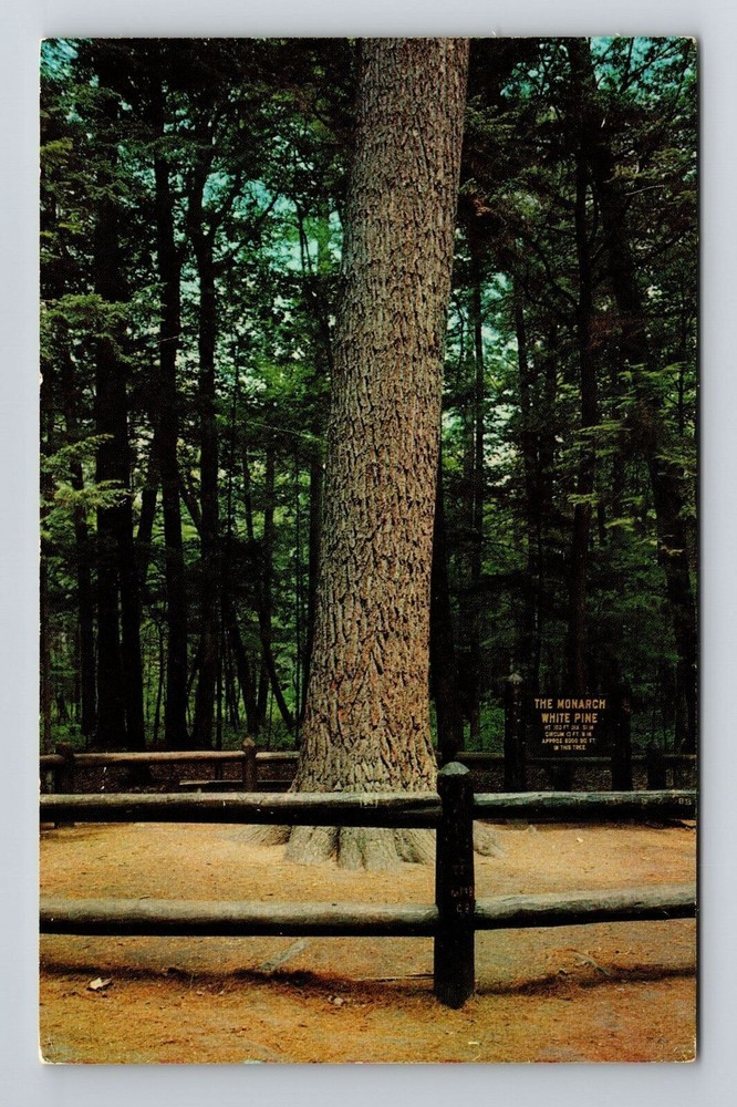 Grayling MI-Michigan, Scenic, Monarch Pine Trees, Vintage Postcard