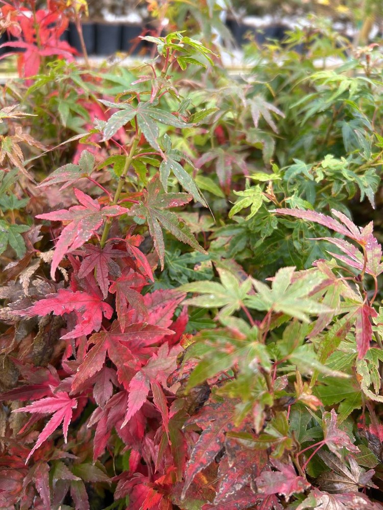 Acer palmatum 'Mikawa yatsubusa' [Seedling] - Japanese Maple *Live Plant-image