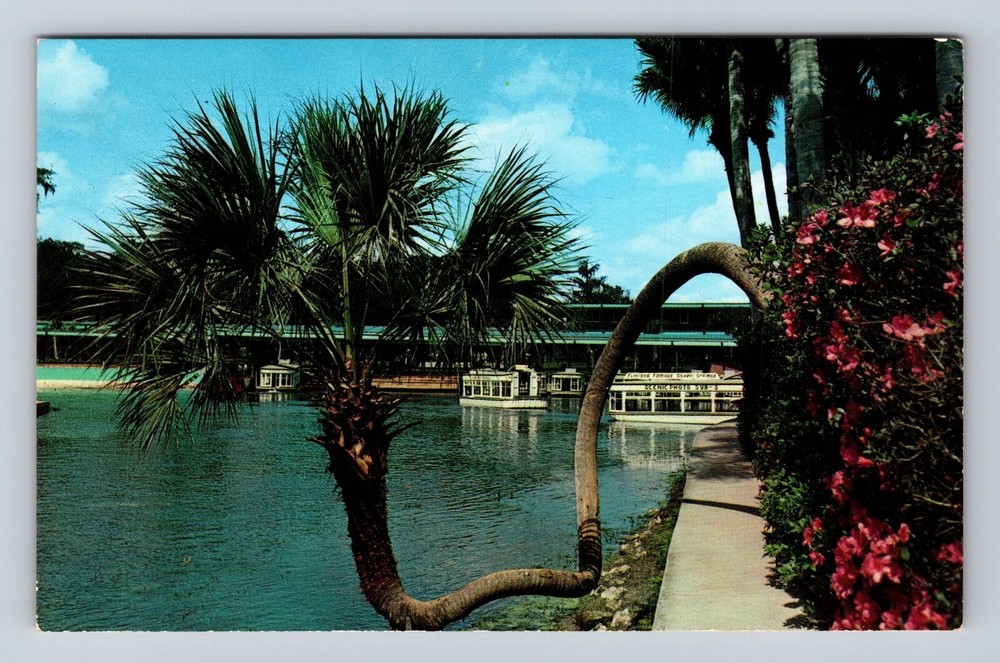 Silver Springs FL-Florida, Lucky Palm, Glass Bottom Boats, Vintage Postcard