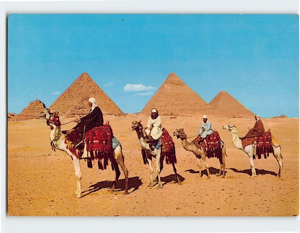 Postcard Arab Camel Riders In Front Of The Pyramids Giza Egypt